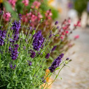 Sommerblumen, die mit Trockenheit zurechtkommen