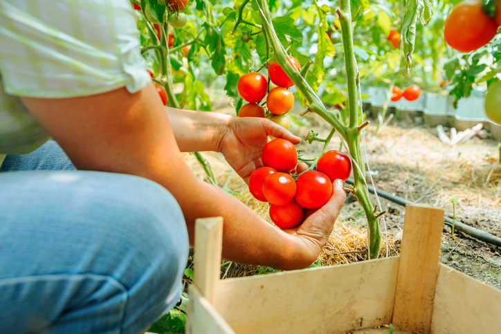 Gartenarbeiten im Juni: Die 3 wichtigsten Aufgaben