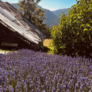 Verholzter Lavendel? So schneidest du ihn richtig zurück