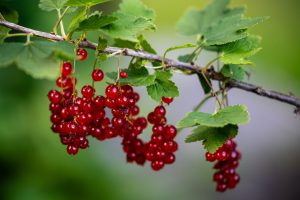 Warum viele beim Steckholz scheitern – Johannisbeeren mit Steckhölzern vermehren