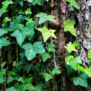 Weiße Flecken auf den Blättern? Spinnmilben natürlich mit Efeu bekämpfen