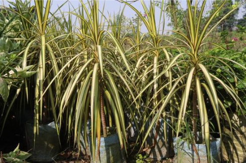 Drachenbaum Sunray – warum ihn so viele wollen | Dracaena marginata