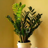 Glücksfeder (Zamioculcas) Die Zauberpflanze für dunkle Ecken