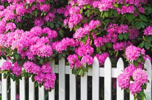 So wird dein Rhododendron richtig schön – Pflege & Blüte