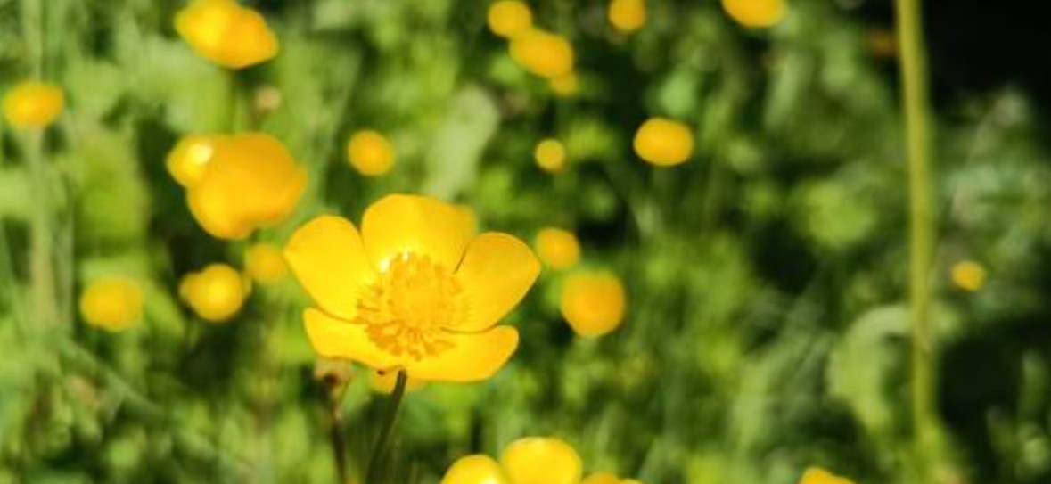 Hahnenfuß im Garten – Was sein Auftauchen für dich bedeutet