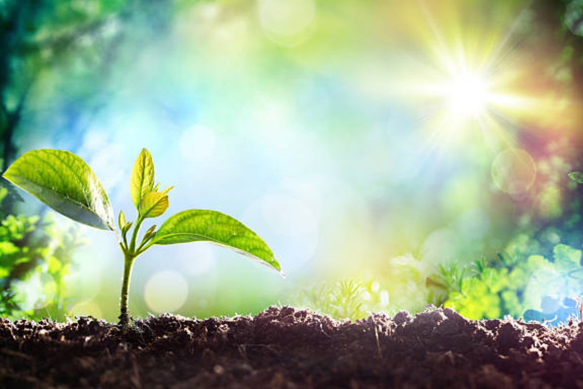 Warum deine Gartenpflanzen manchmal nicht wachsen wollen