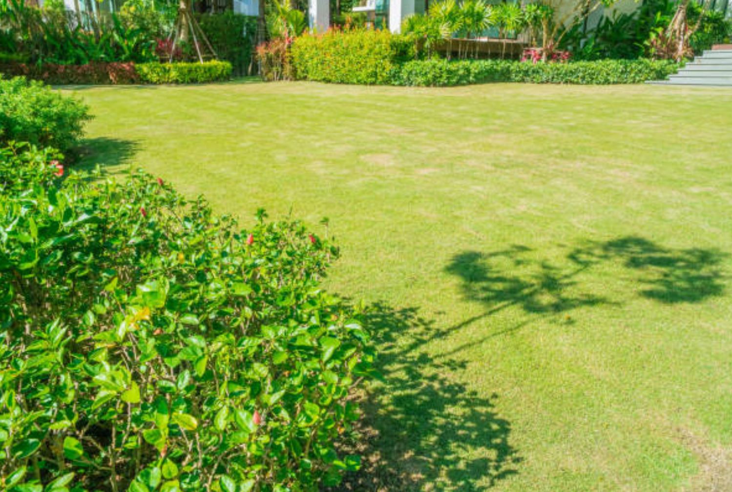 Rasenpflege im Sommer – Was du für einen grünen Teppich tun kannst