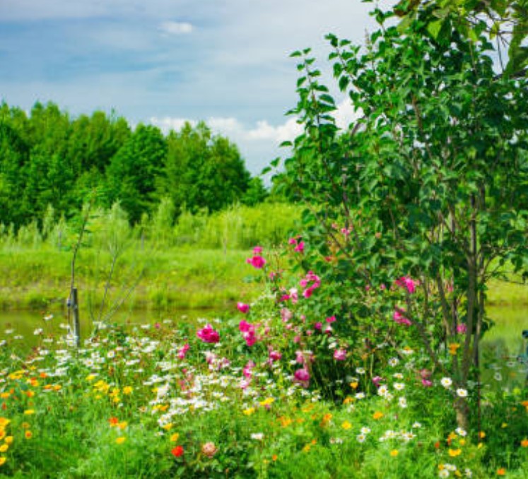 Sommerstauden: Pflegeleicht und langlebig in deinem Garten
