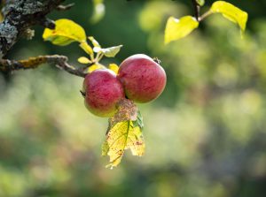 Apfelbaum Wenn sich Blätter kräuseln