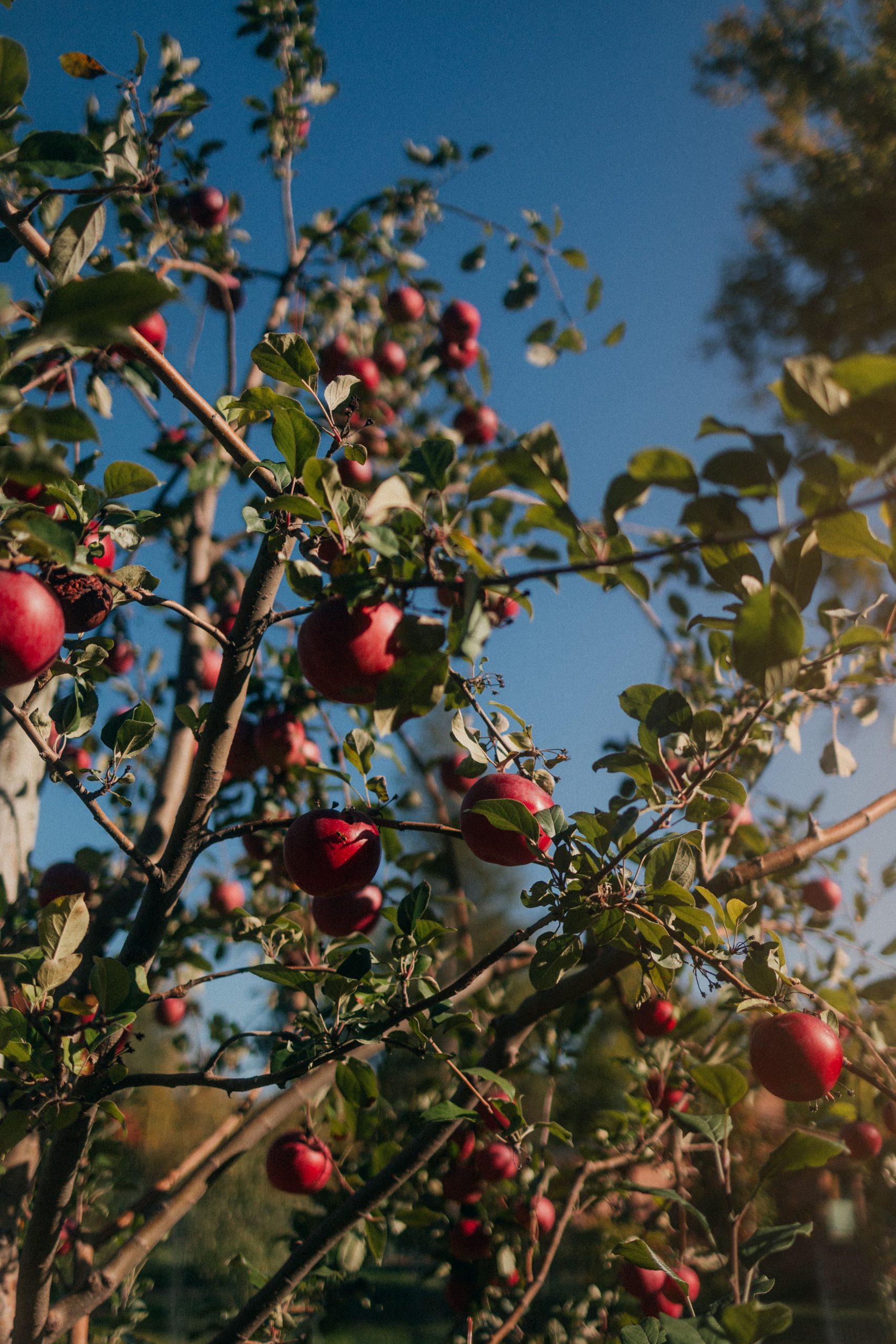 Apfelbaum pflanzen leicht gemacht: Sorte, Pflanzzeit und Standort erklärt