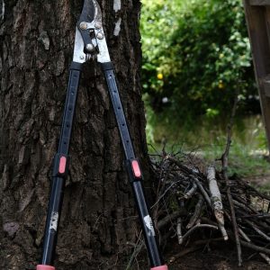 Wie schneide ich einen Apfelbaum