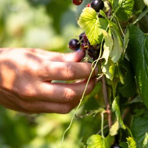 Beerensträucher im Juli schneiden – so sorgst du für eine reiche Ernte