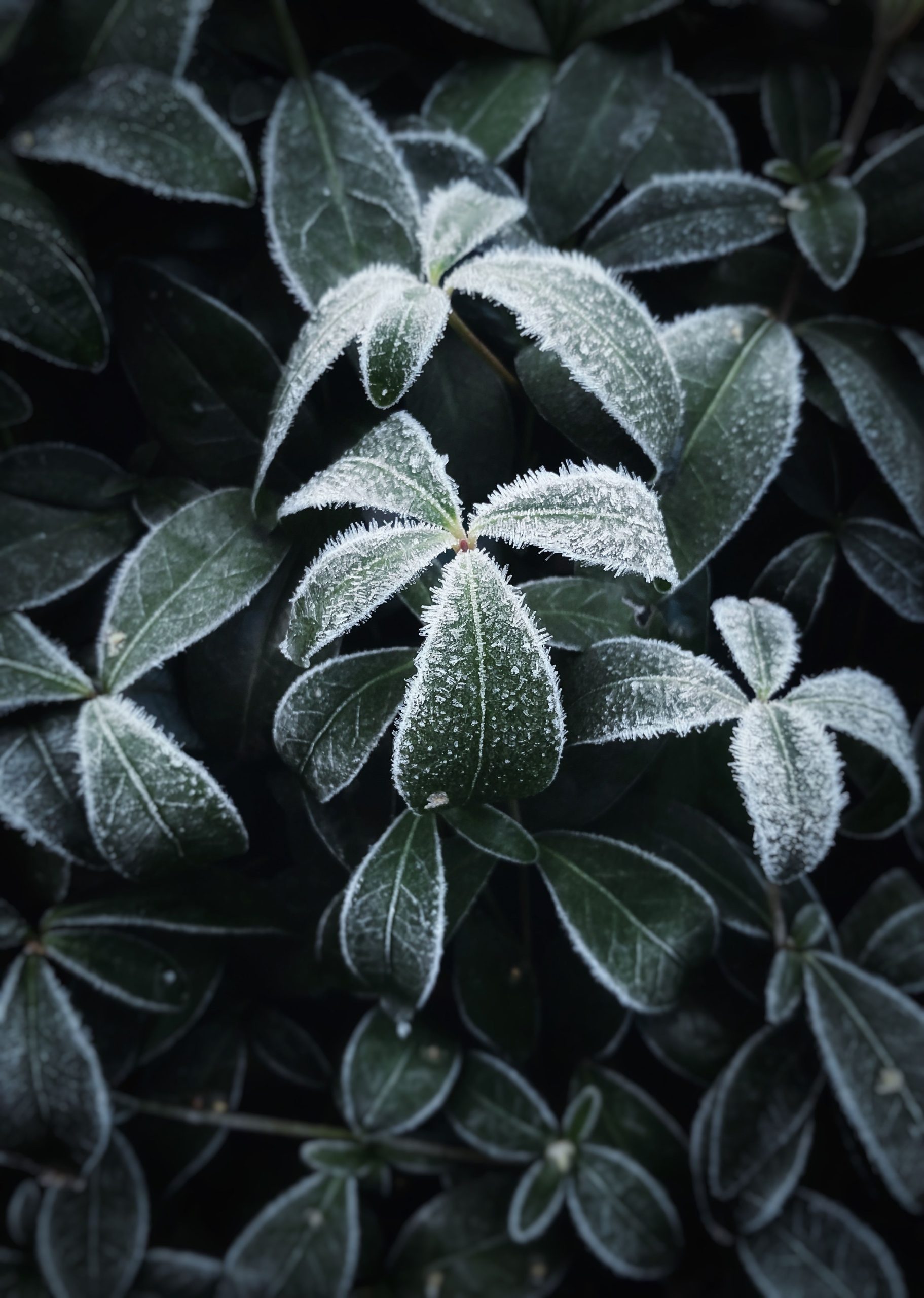 Erster Schnee So rettest du jetzt deine Sommerblumen vor Frost
