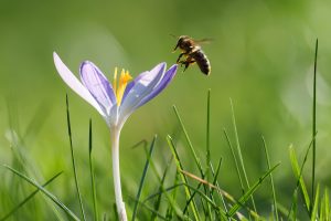 Frühblüher im Garten