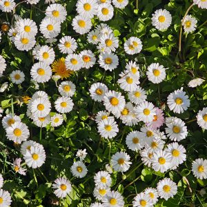 Gänseblümchen im Rasen