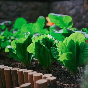 Gemüsegarten im Juli: Darauf kommt es jetzt an
