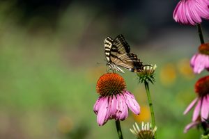 Heimische Pflanzen – Die ideale Wahl für deinen Garten
