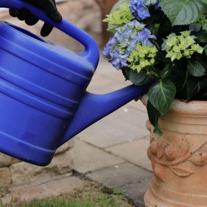 Gelbe Blätter an Hortensie