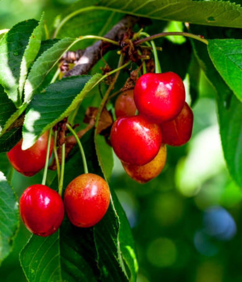 Obstbäume tragen kaum noch? Ein Hinweis auf Düngermangel