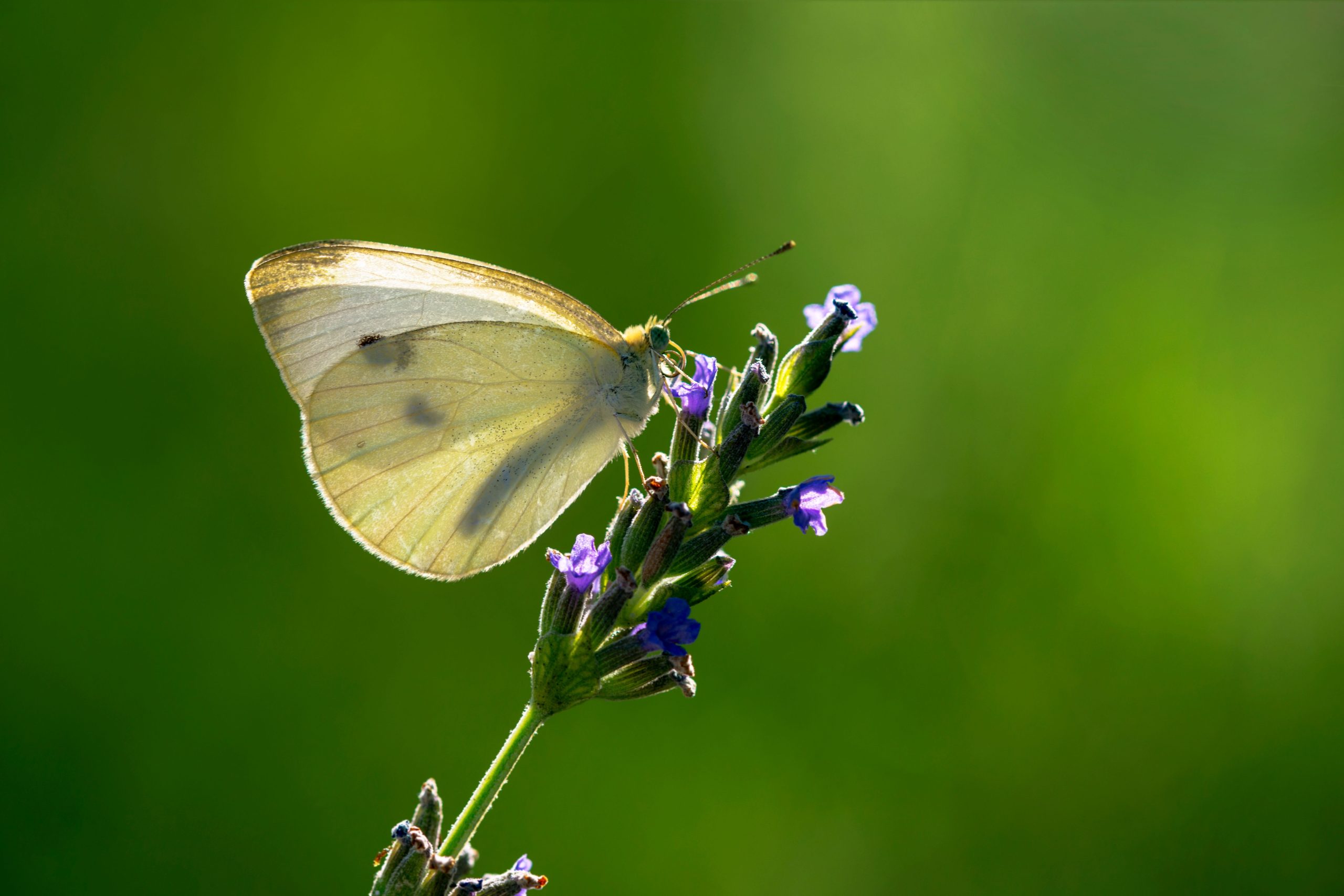 Kohlweißling im Garten? Ohne Chemie biologisch loswerden