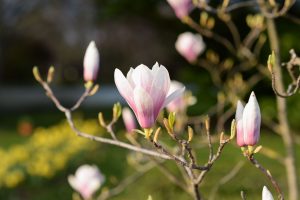 Magnolien essen?! Die Blüten sind essbar