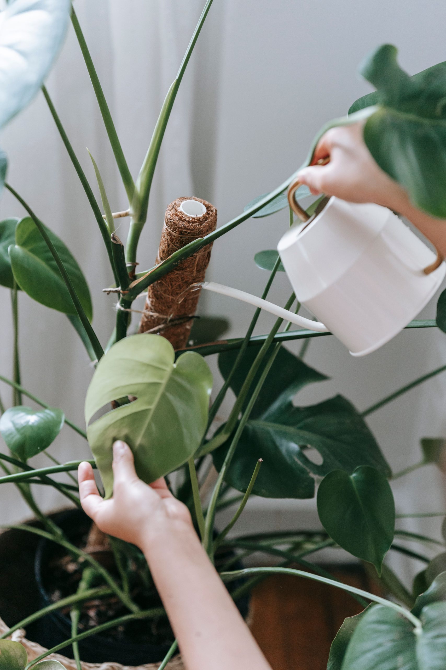 Natürliche Pflege für Monstera