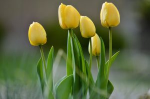 Nicht wegschmeißen Verblühte Narzissen, Hyazinthen & Tulpen nach der Blüte einpflanzen