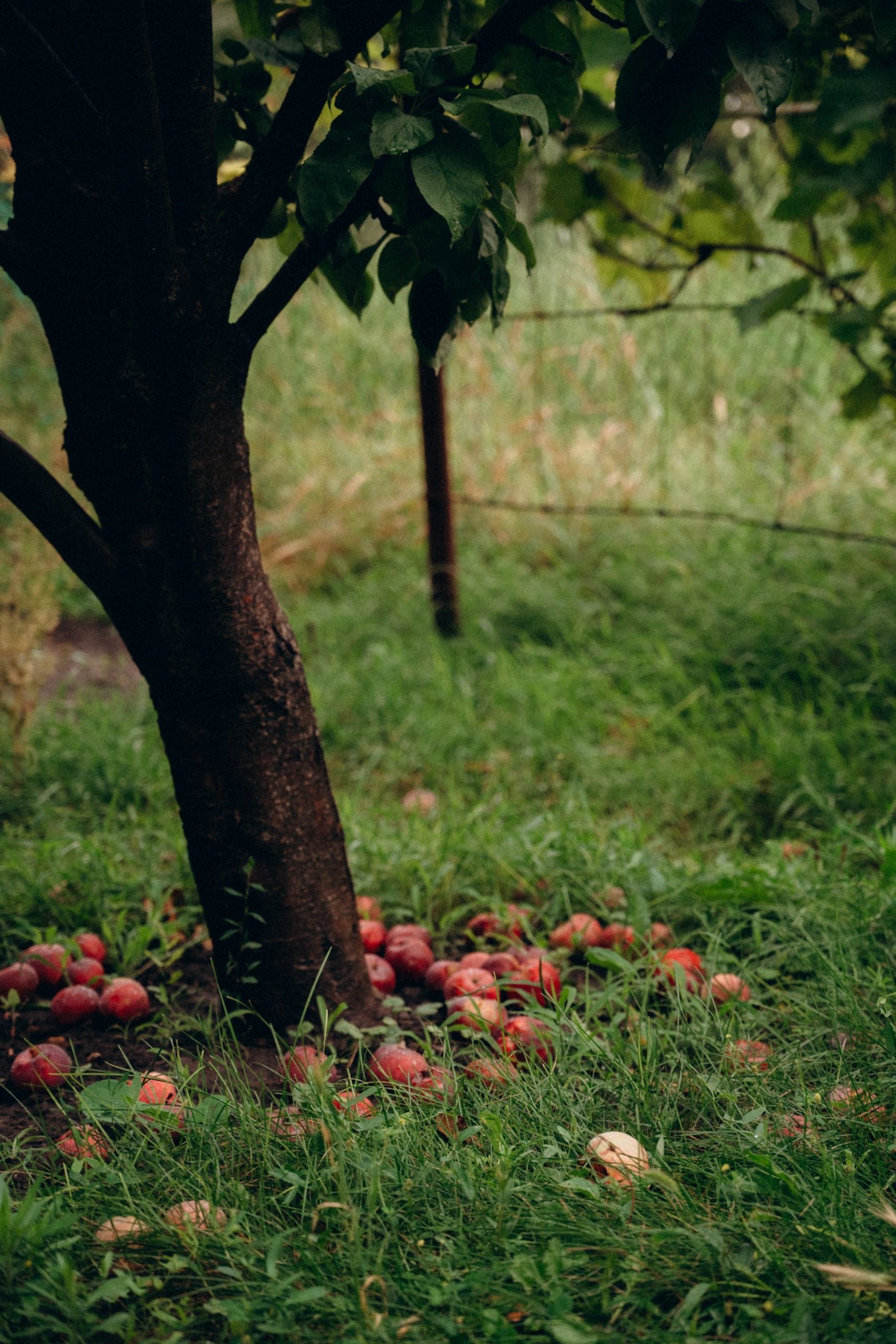 Obstbäume tragen kaum noch? Ein Hinweis auf Düngermangel