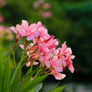 Oleander jetzt schneiden Er blüht trotzdem