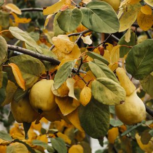 Quitten im Oktober: Pflanzzeit, Ernte und Nutzung