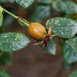 Rosenschnitt im Herbst behutsam schneiden, Hagebutten stehen lassen
