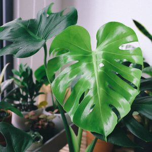 Saubere Blätter = gesunde Monstera – darum ist es so wichtig