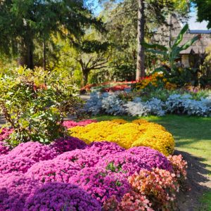 Schattenbeet: Farbenpracht im schattigen Garten