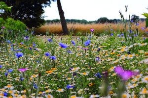 Blumen, die sich selbst aussehen