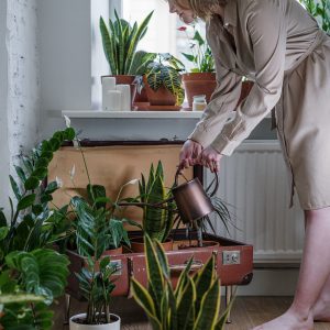 So bewässerst du deine Pflanzen im Urlaub