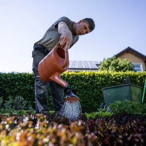 Solltest du Pflanzen in der Mittagshitze gießen?