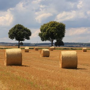 Sommer-Linde dein Start in den Hochsommer