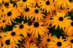 Sommerstauden: Pflegeleicht und langlebig in deinem Garten