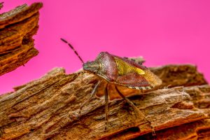 Stinkwanzen im Garten bekämpfen