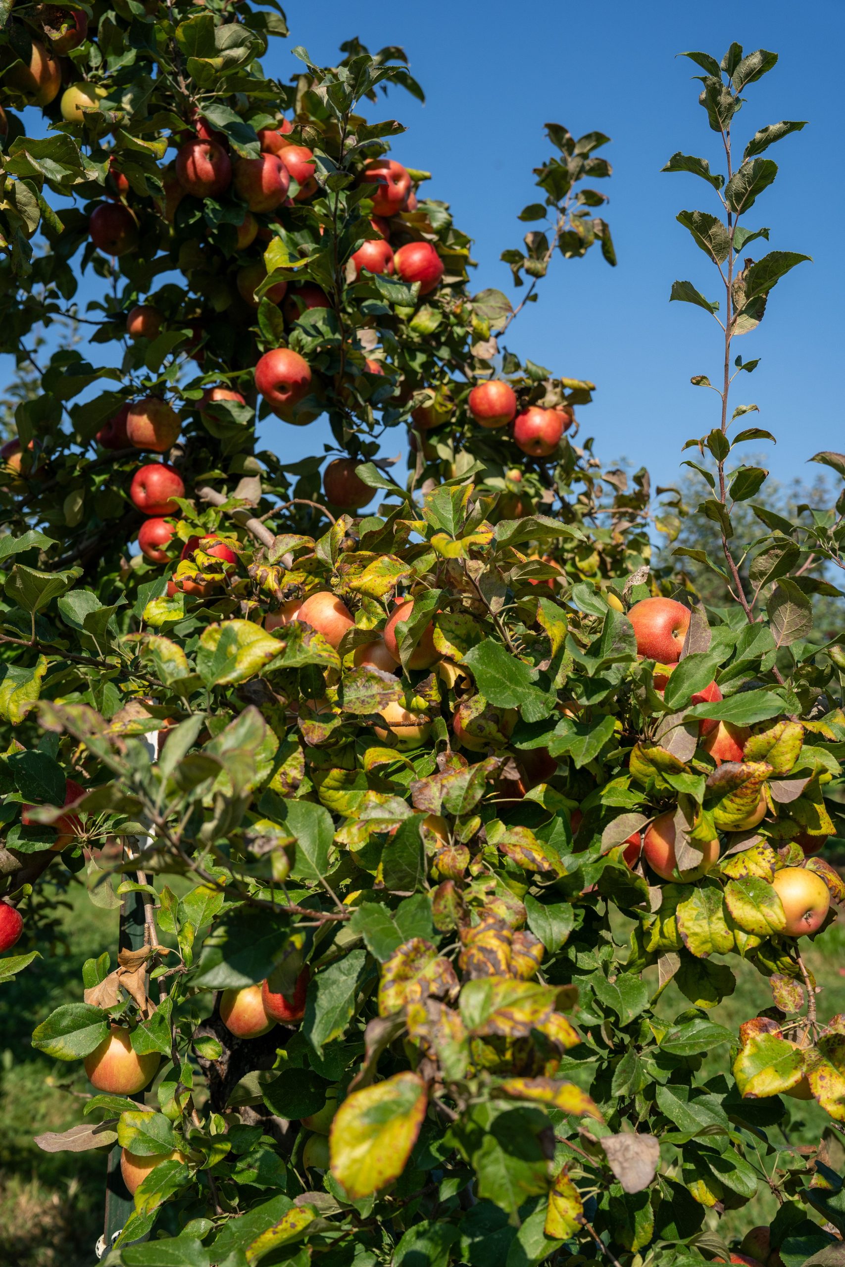 Ungeschnittene Obstbäume ächzen unter der Last ihrer Früchte