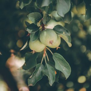 Warum Obstbäume im Juni unreife Früchte verlieren
