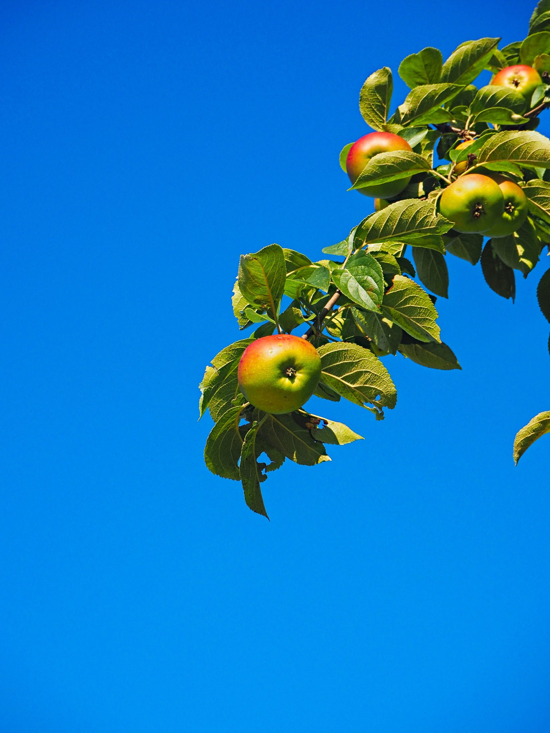 Was passiert, wenn du jetzt im Sommer einen Obstbaum pflanzt?