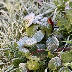 Winterruhe Pflanzen im Winter einfach schlafen lassen