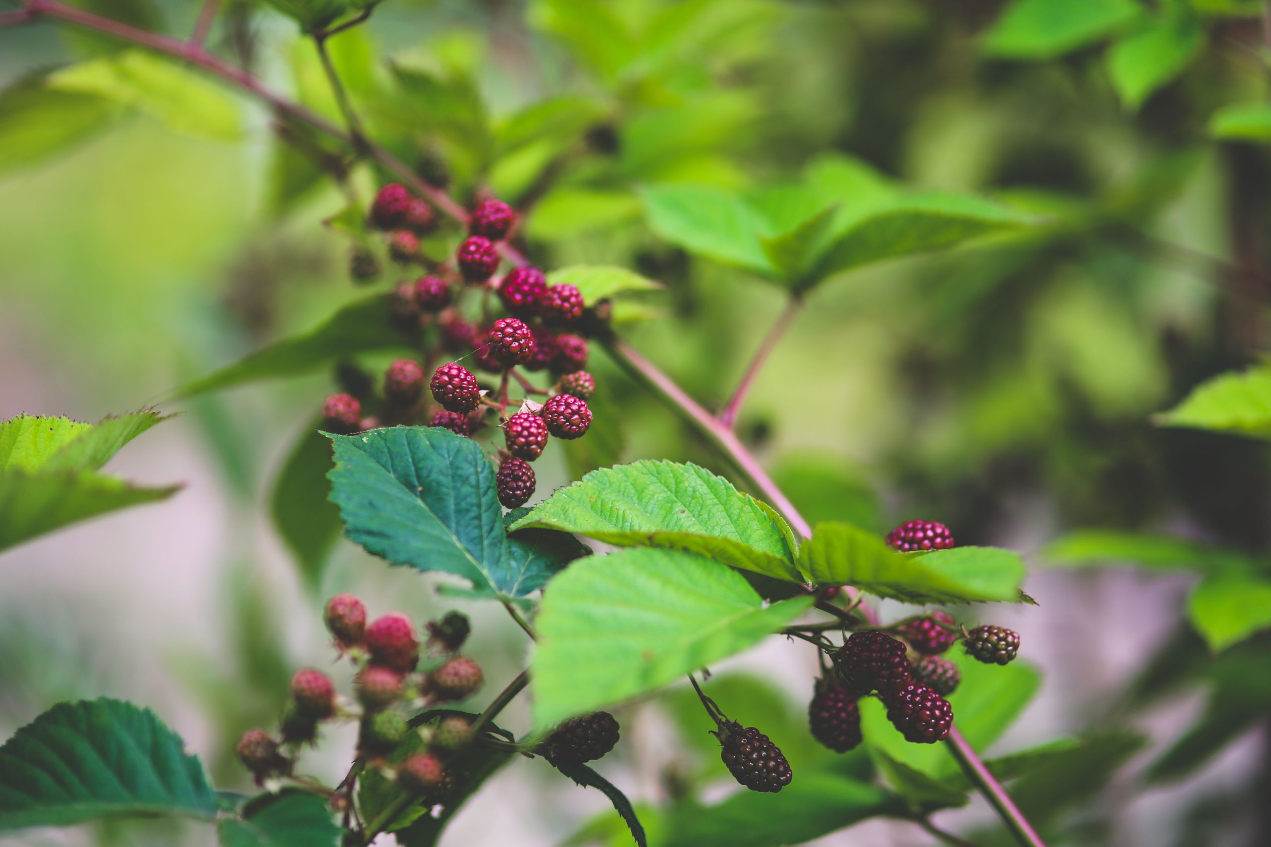 Brombeeren erfolgreich entfernen 😜 So geht’s