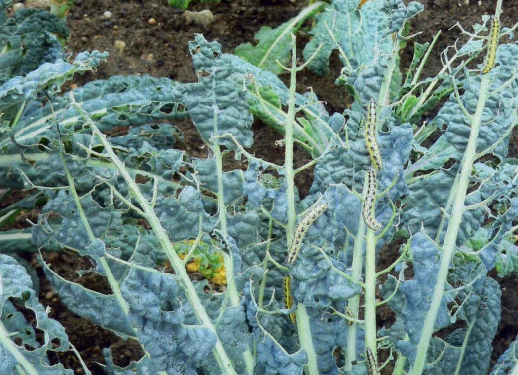 🦋 Kohlweißling im Garten? Ohne Chemie biologisch loswerden 🌱