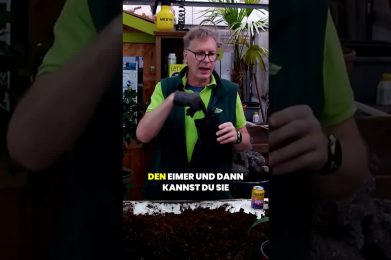 Maulwurfsgrille im Garten? Fange sie mit einer Wasserfalle – Giftfrei und Effektiv!