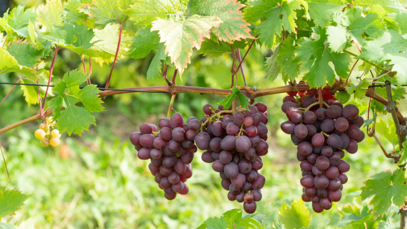 🍇 Mehltau, Schwefel und Wein Ohne Schwefel kein gesunder Wein