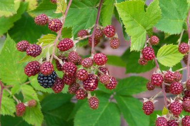 Nahaufnahme von reifen Brombeeren mit üppigen grünen Blättern in Pforzheim, Deutschland.