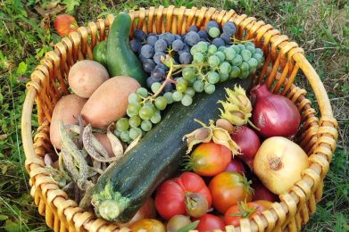 Ein Korb voller frischem Gemüse und Obst, darunter Zucchini, Trauben, Tomaten und Zwiebeln