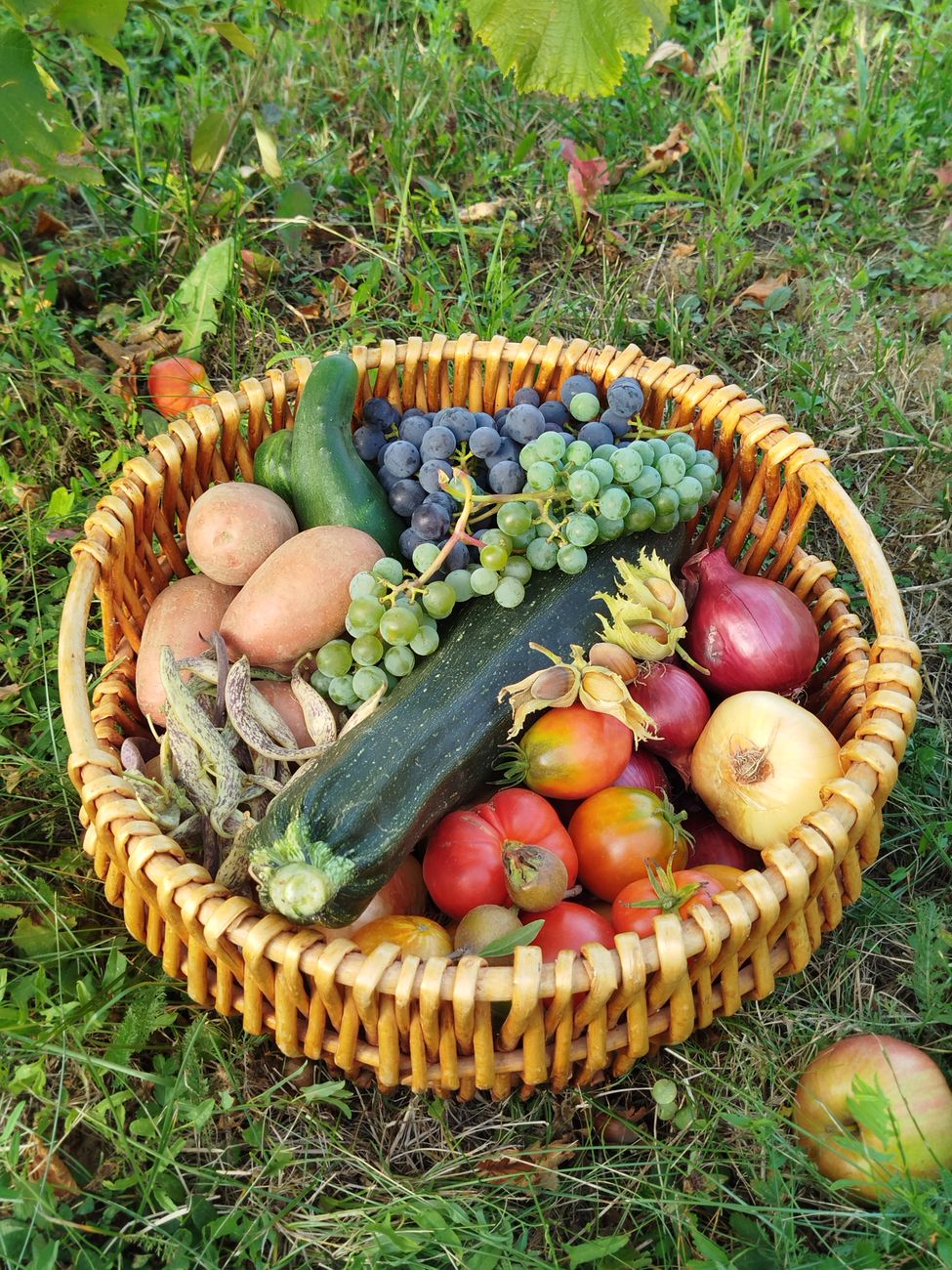 Ein Korb voller frischem Gemüse und Obst, darunter Zucchini, Trauben, Tomaten und Zwiebeln